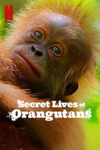 Secret Lives of Orangutans (2024) Hollywood Hindi Dubbed Poster